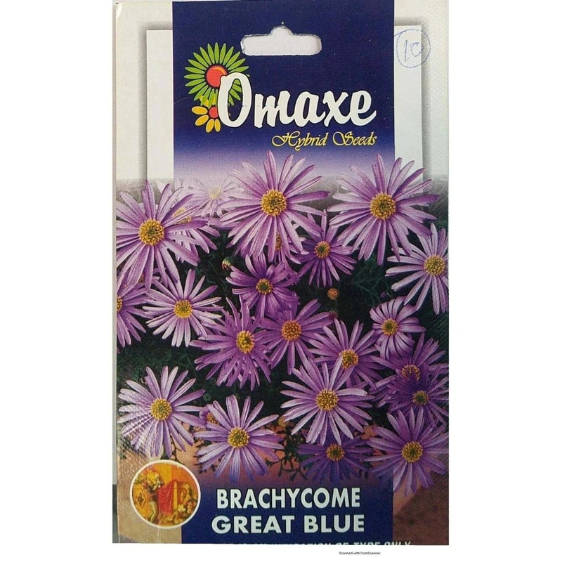 Brachycome Great Blue