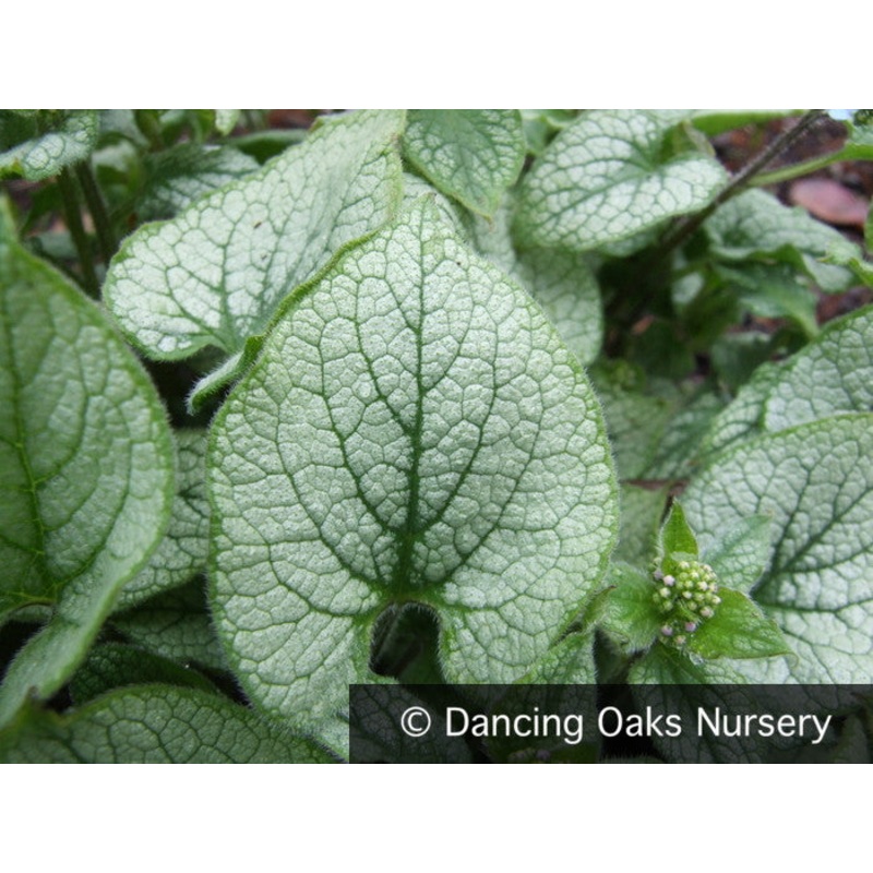 Brunnera ‘Jack Frost’ PP13859, Bugloss