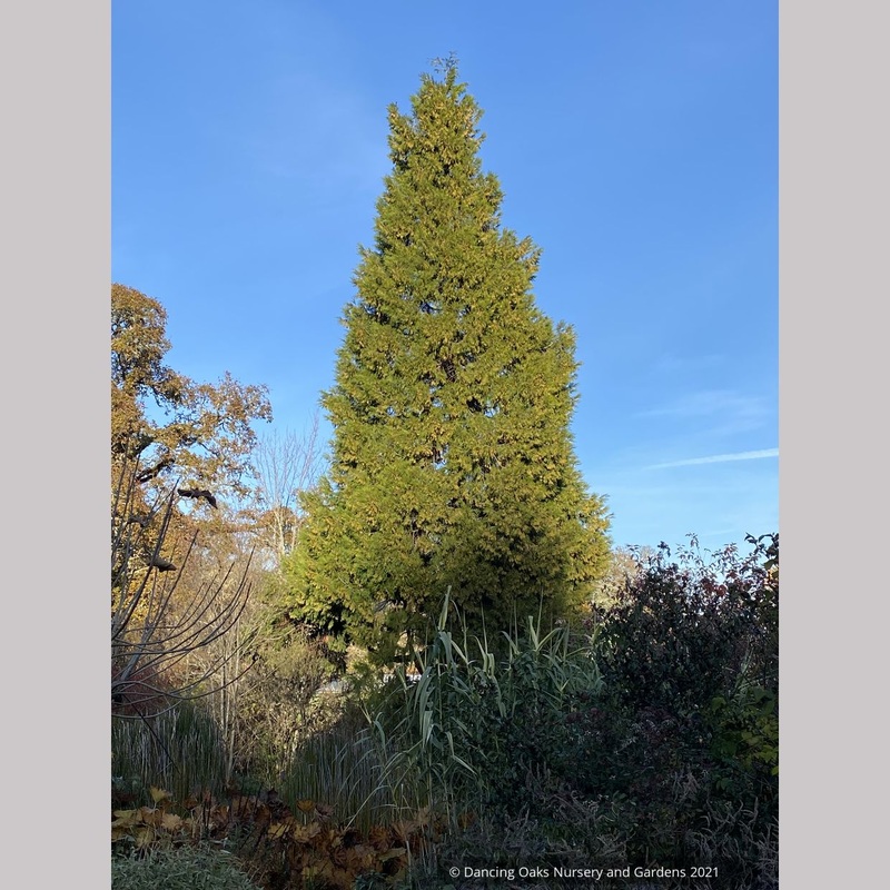 Calocedrus decurrens , California Incense Cedar