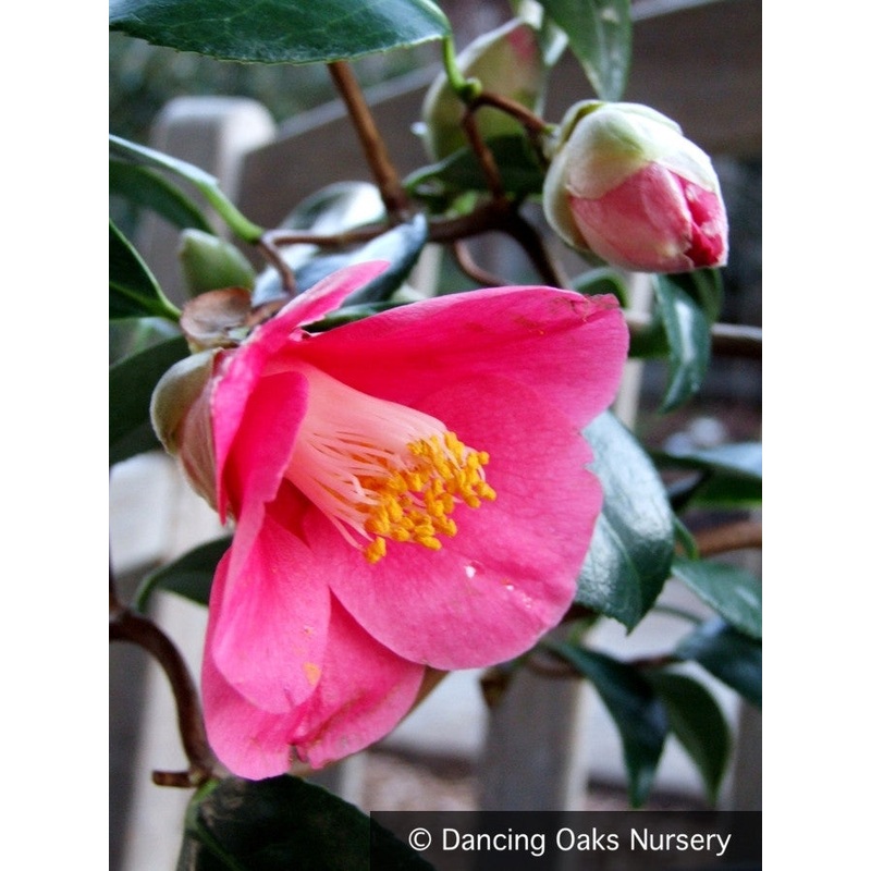 Camellia japonica ‘Unryu’, Zig Zag or Contorted Camellia
