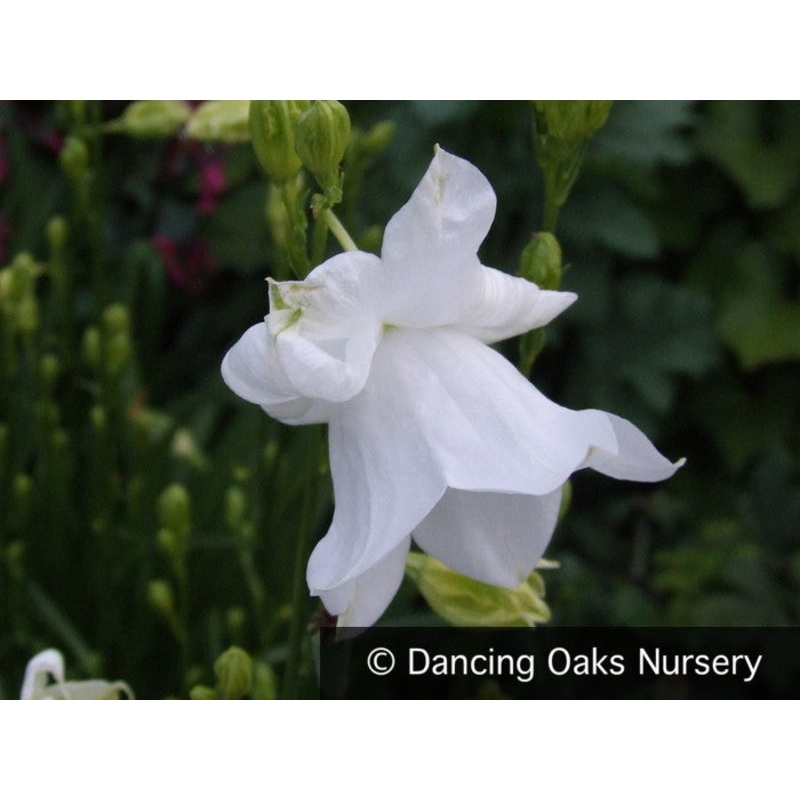 Campanula persicifolia ‘Gawen’, Bellflower