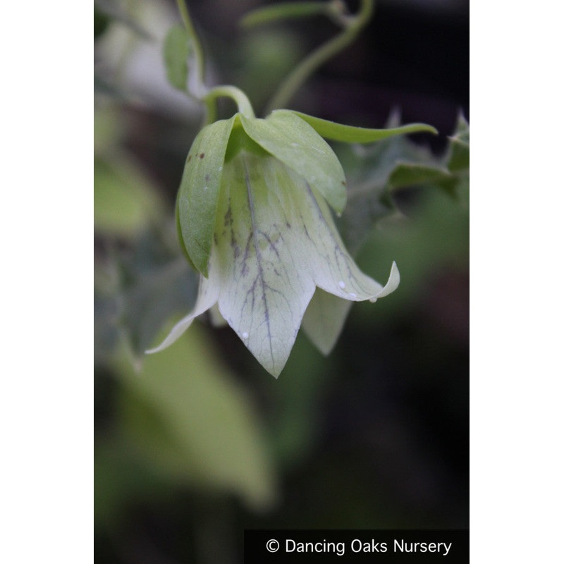 Codonopsis tangshen (syn. Codonopsis pilosula ssp. tangshen),  Climbing Bellflower
