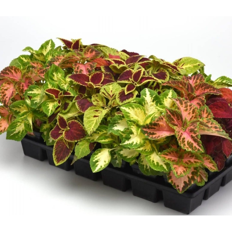 Coleus Mix wizard seeds|1 packet