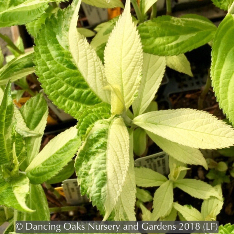 Comanthosphace (syn. Leucosceptrum) japonica ‘Variegatum’, Japanese Mint