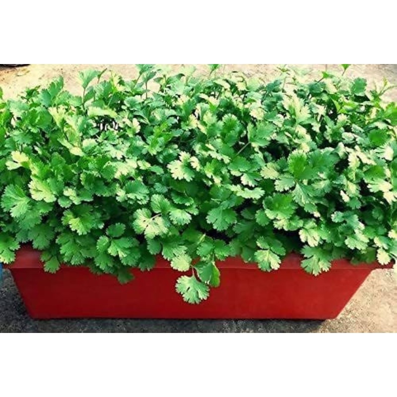 Coriander seeds (Dhania)|Coriander seeds|Coriander seeds Pack of 100 gm|Coriander seeds Pack of 200 gm