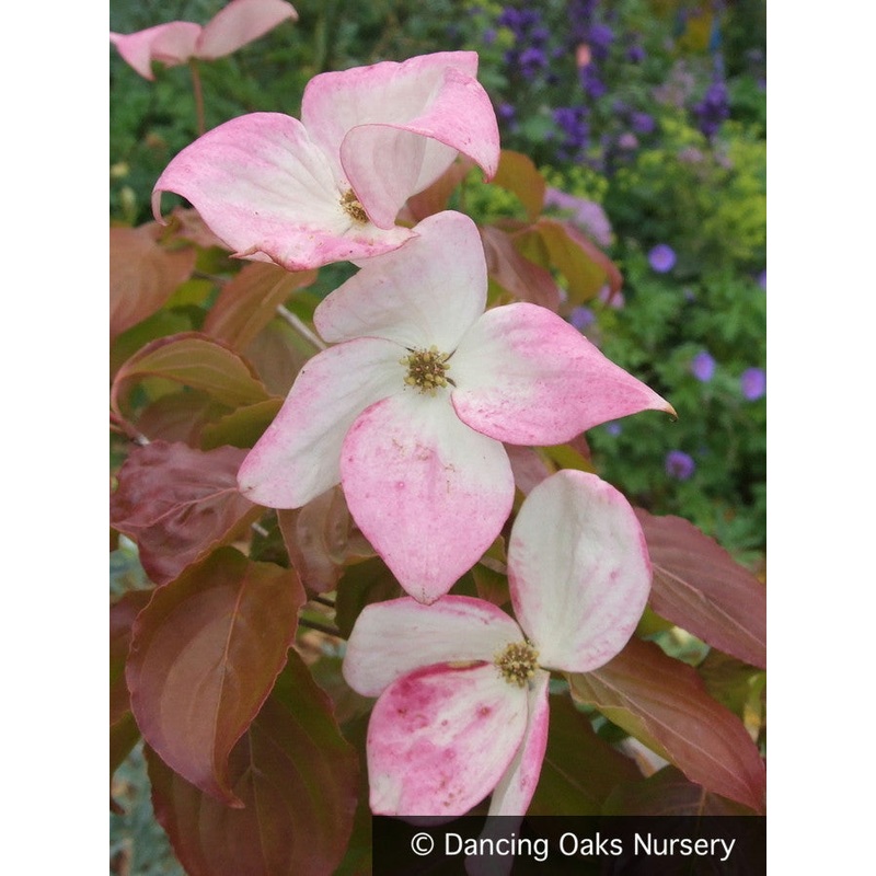 Cornus kousa ‘Rosabella’ (syn. ‘Satomi’), Pink Kousa Dogwood, No shipping FL