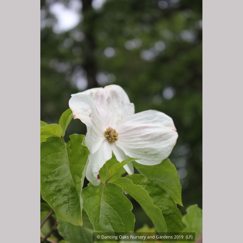 Cornus x ‘Eddie’s White Wonder’, Dogwood, No shipping FL