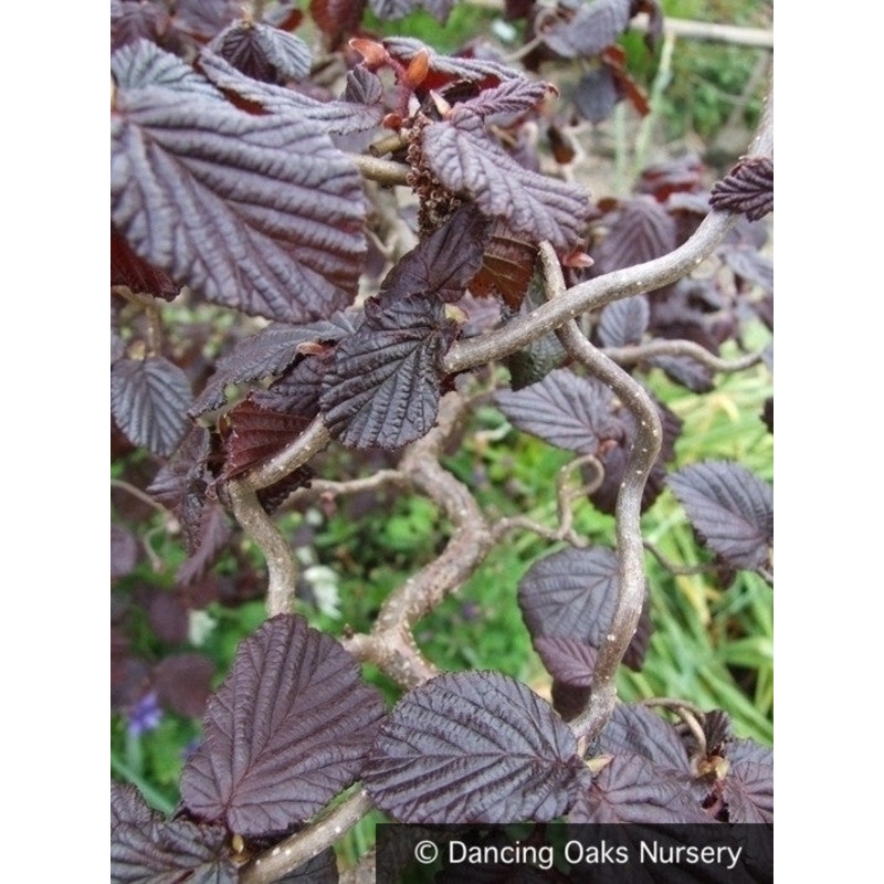 Corylus avellana ‘Red Dragon’ PPAF, Red Leaf Contorted Filbert