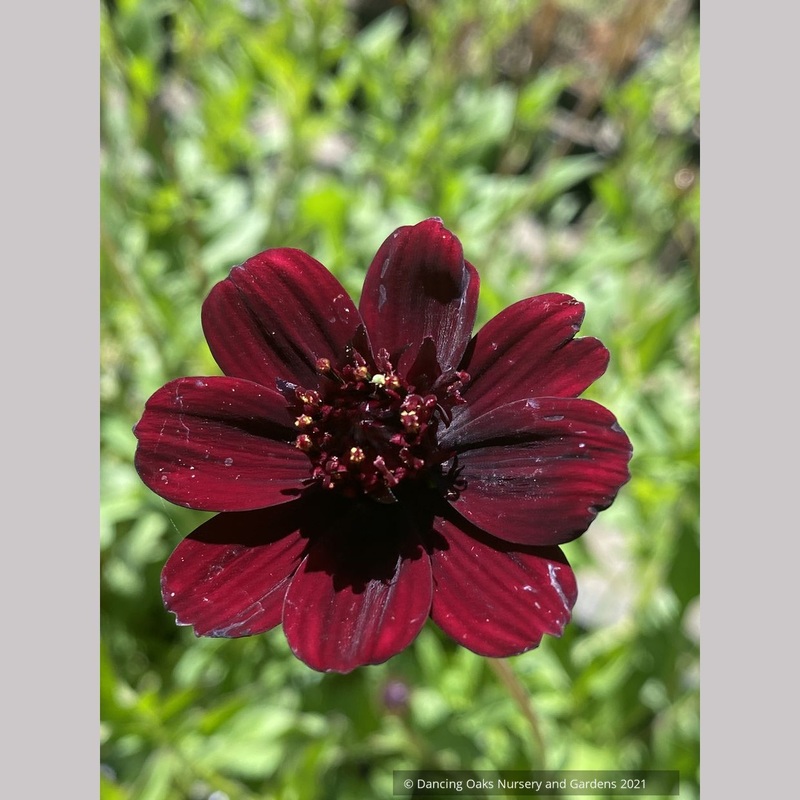 Cosmos atrosanguineus ‘Choca Mocha’, Chocolate Cosmos
