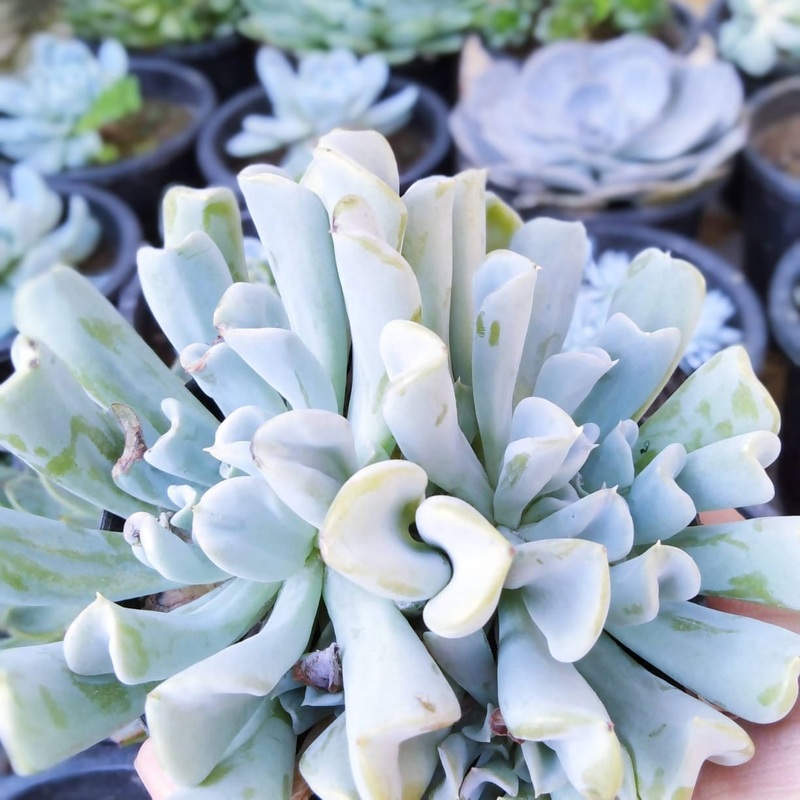 Cotyledon orbiculata White Sprite Succulent