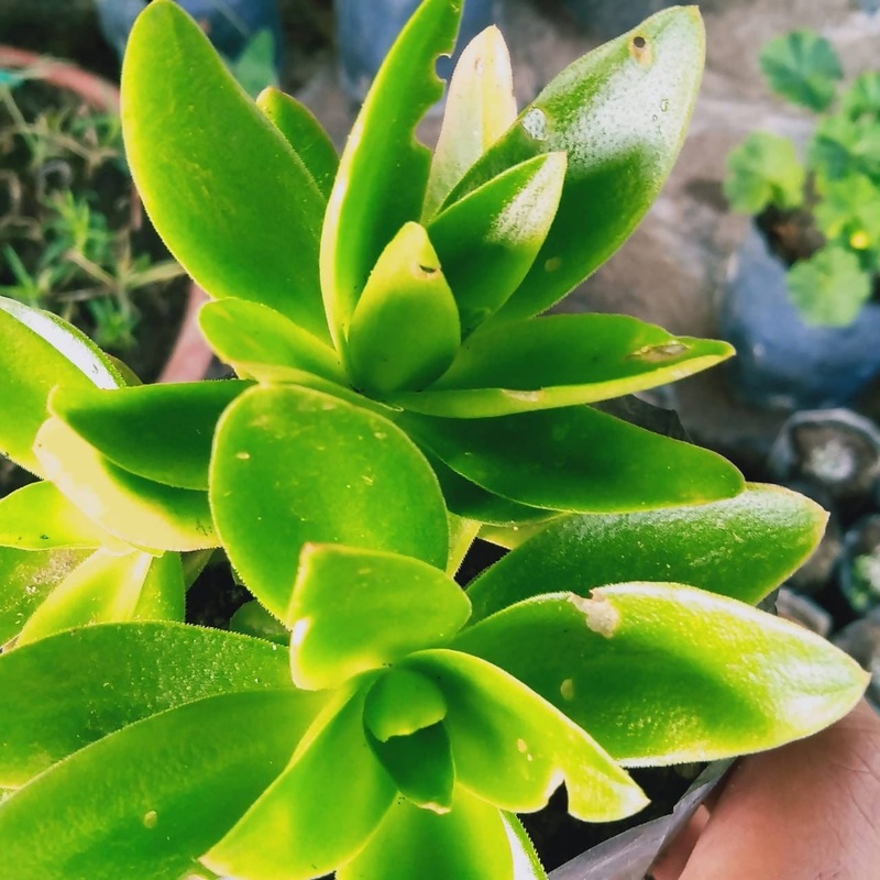 Crassula Campfire