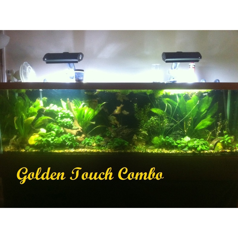 D’s G.T.C. Golden Touch Combo