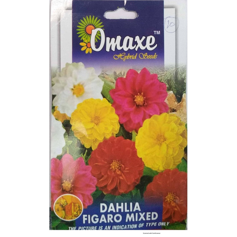 Dahlia Figaro Mix seeds