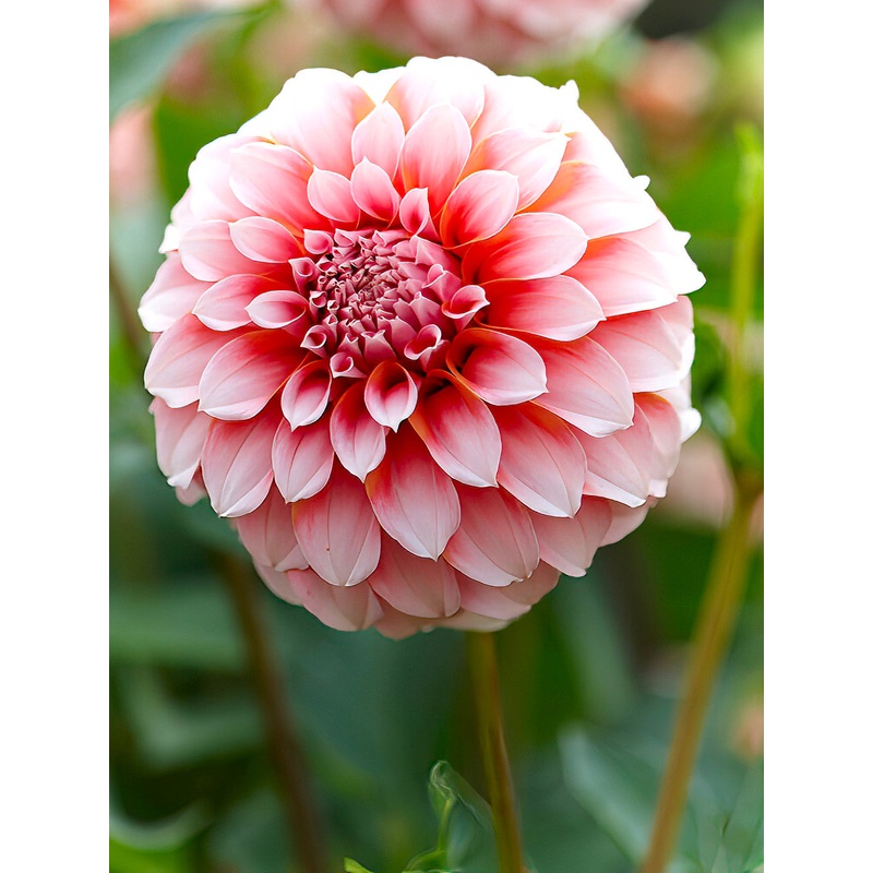 Dahlia Peaches|1|2|3