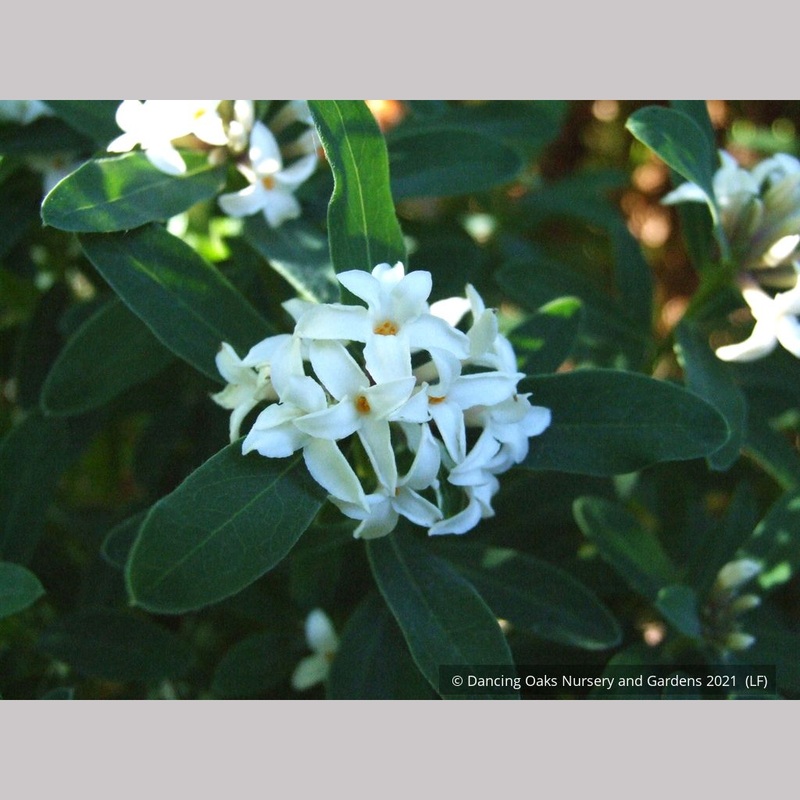 Daphne x transatlantica ‘Blafra’ Eternal Fragrance PPAF, Eternal Fragrance Daphne