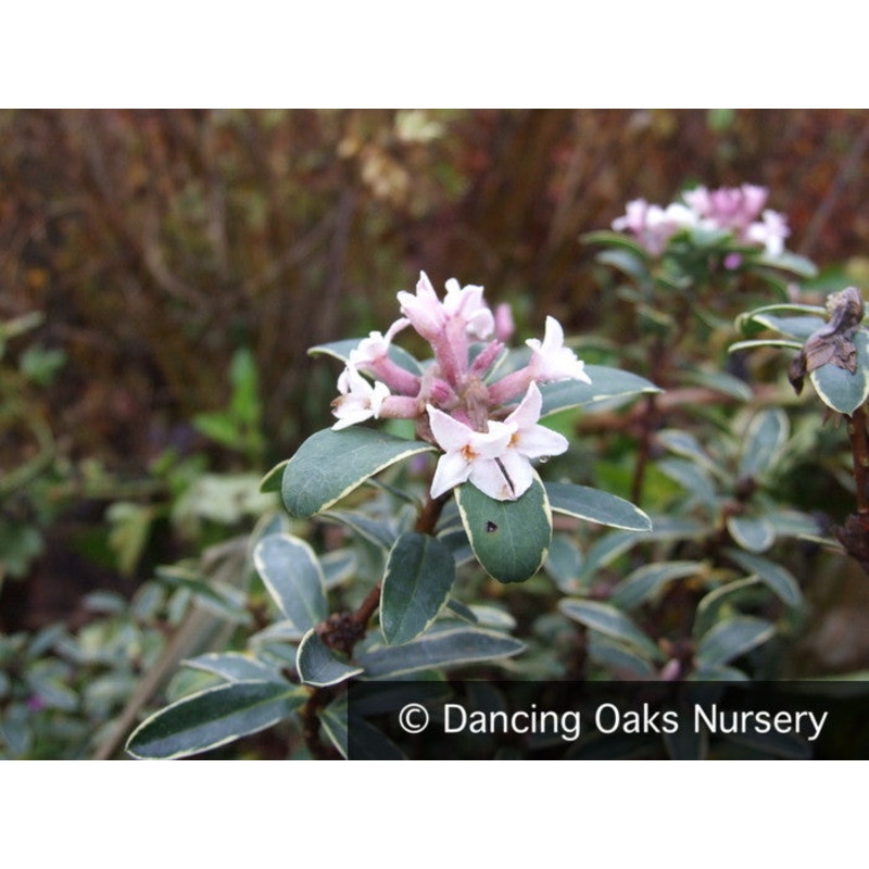 Daphne x transatlantica ‘Summer Ice’, Caucasian Daphne