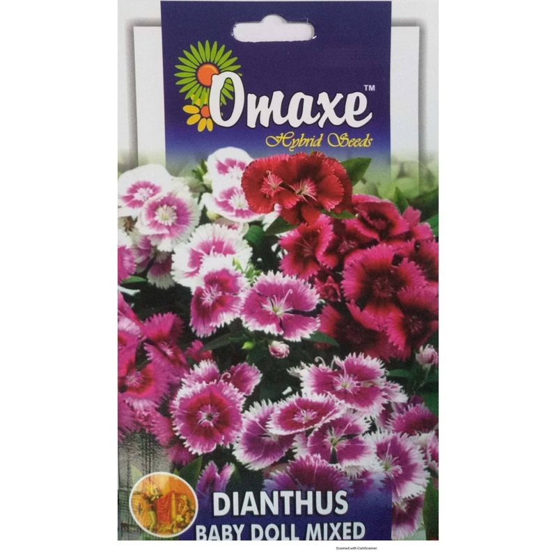 Dianthus Baby Doll Mixed