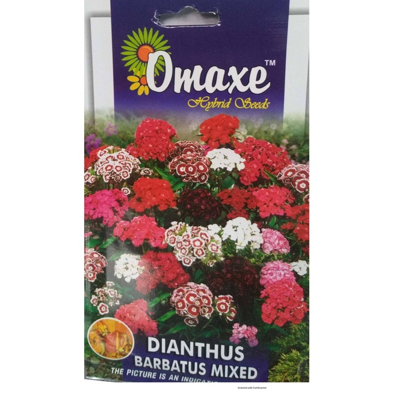 Dianthus Barbatus Mix
