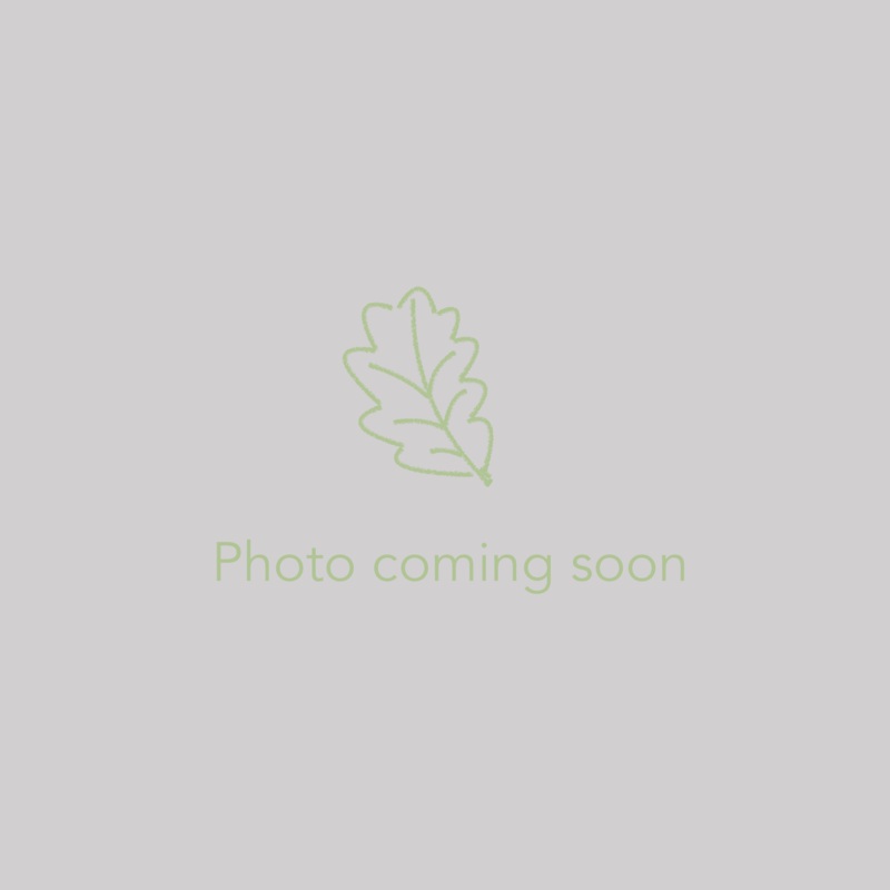 Disporum flavens, Fairy Bells|1.16 qt – ships Oct 1 – April 1|3 qt – no shipping