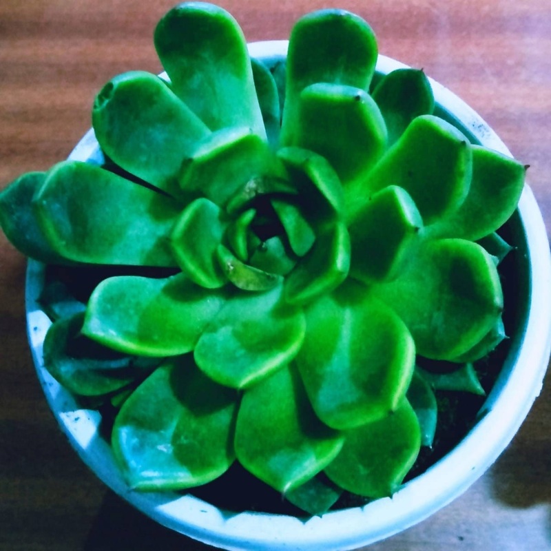 Echeveria Elegans