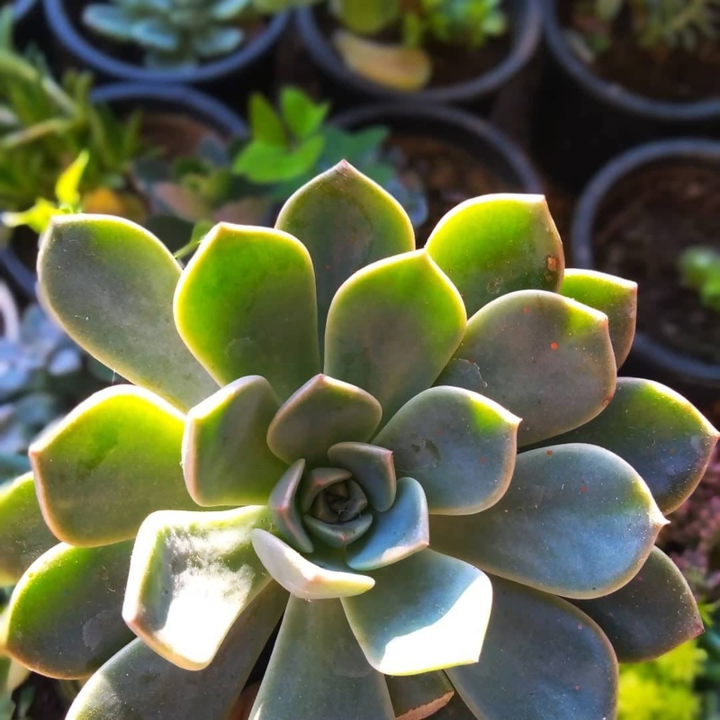 Echeveria Peacockii