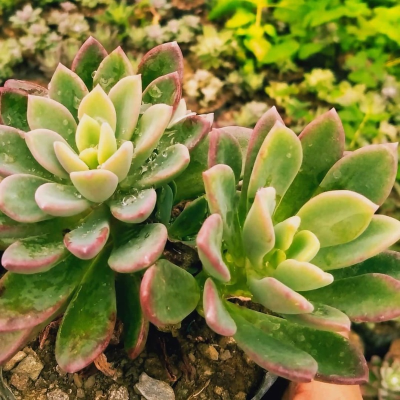 Echeveria Prolifica