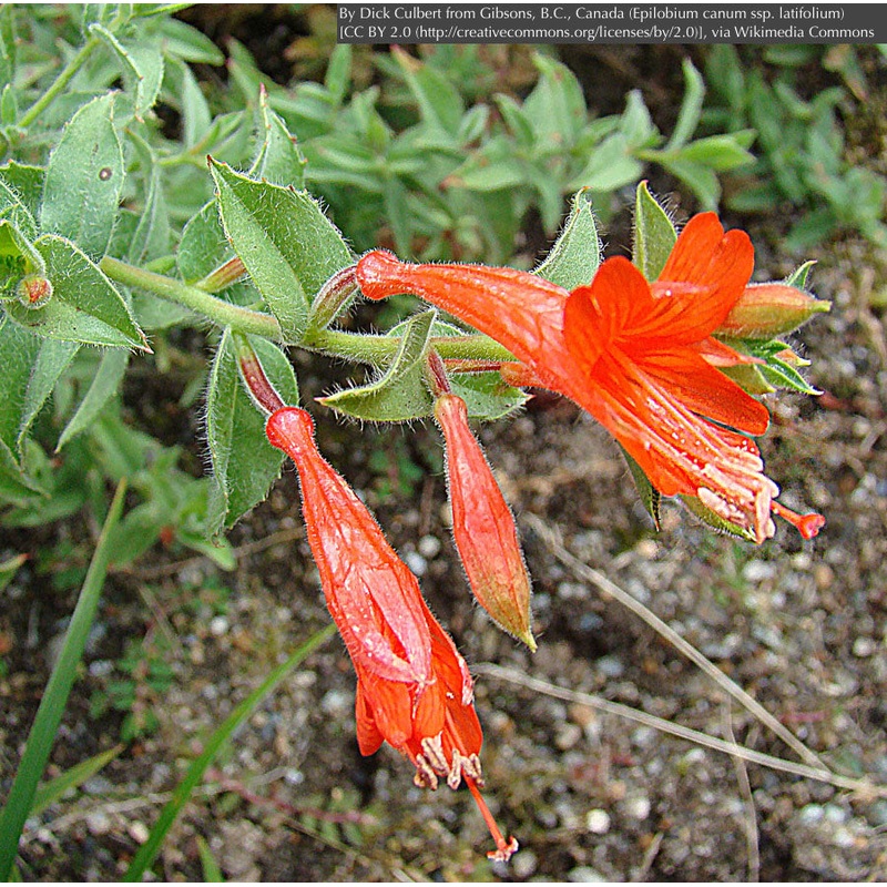 Epilobium (syn. Zauschneria) canum ssp. latifolium, Hummingbird Trumpet