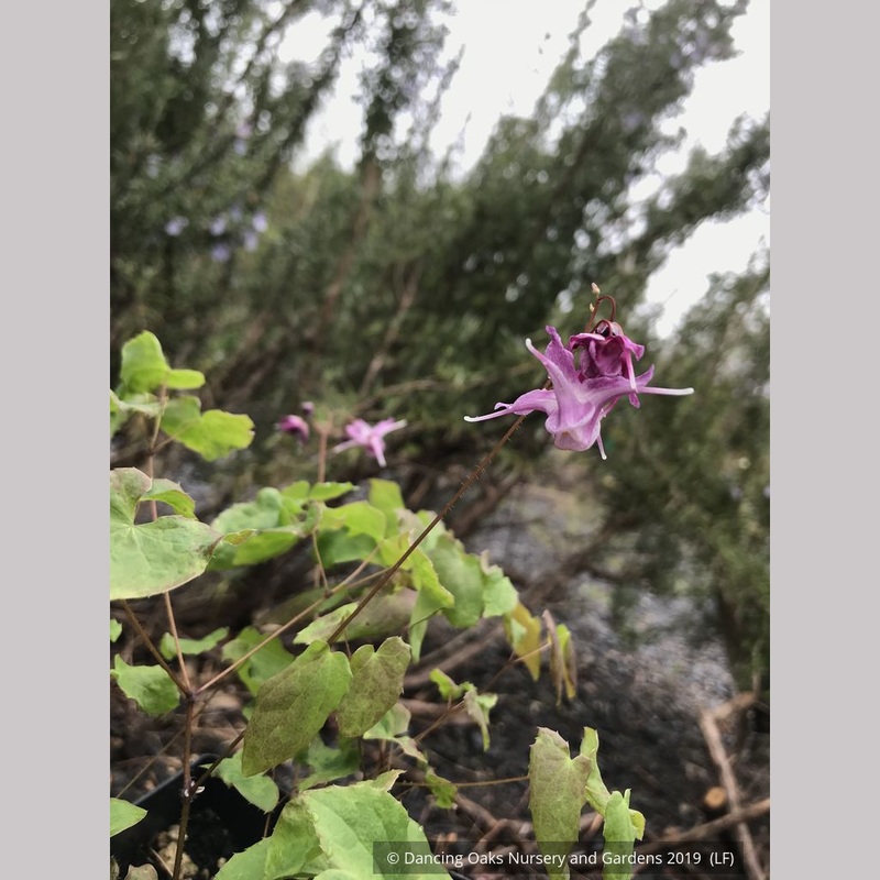 Epimedium grandiflorum ‘Lilafee’, Barrenwort