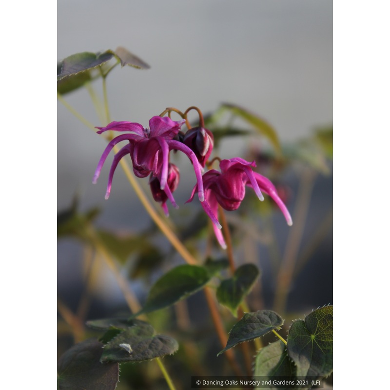 Epimedium grandiflorum ‘Rose Queen’, Barrenwort