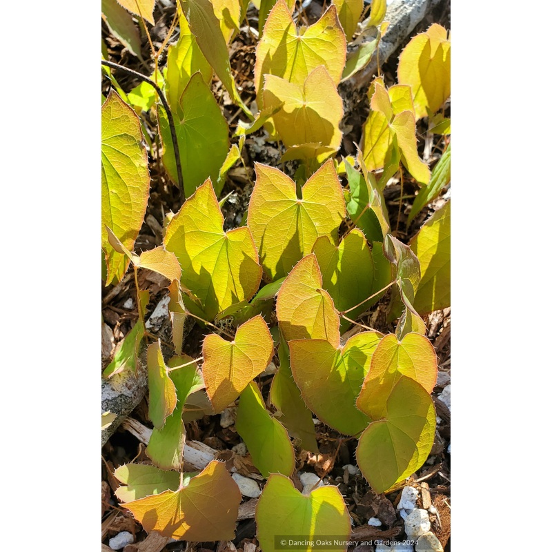 Epimedium sempervirens ‘Secret Arrow’, Barrenwort