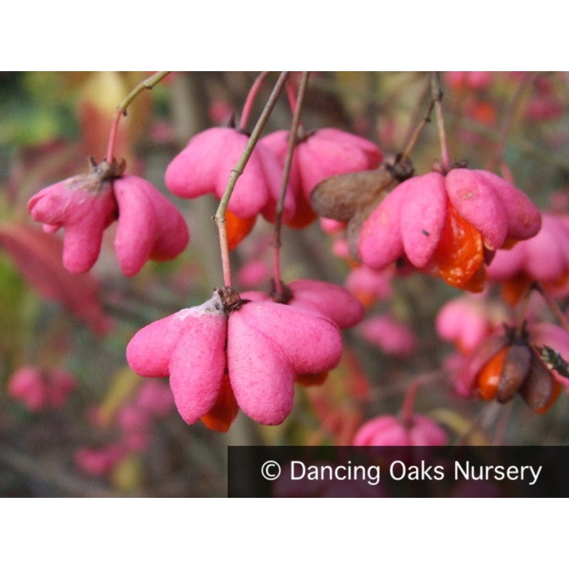 Euonymus europaeus ‘Aldenhamensis’, Spindle Tree