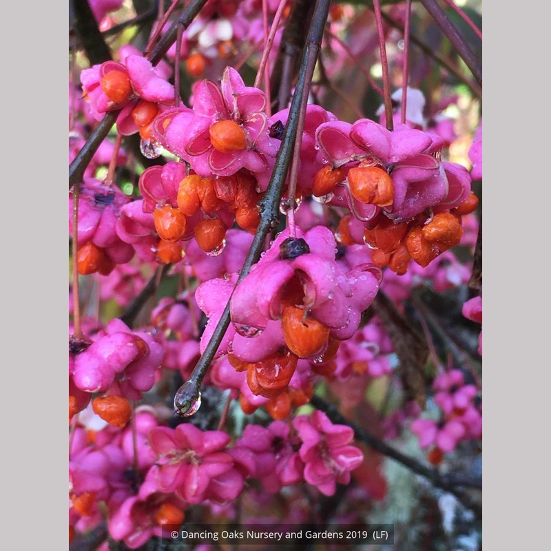 Euonymus europaeus ‘Red Cap’, Red Cap European Spindle Tree