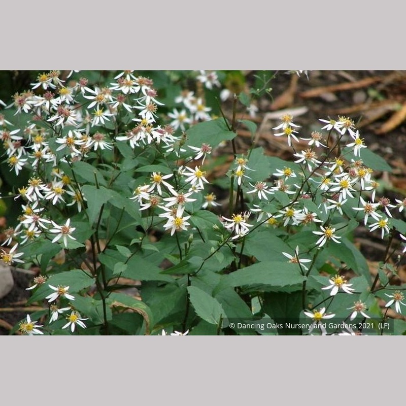 Eurybia divaricata (syn. Aster divaricatus), White Wood Aster