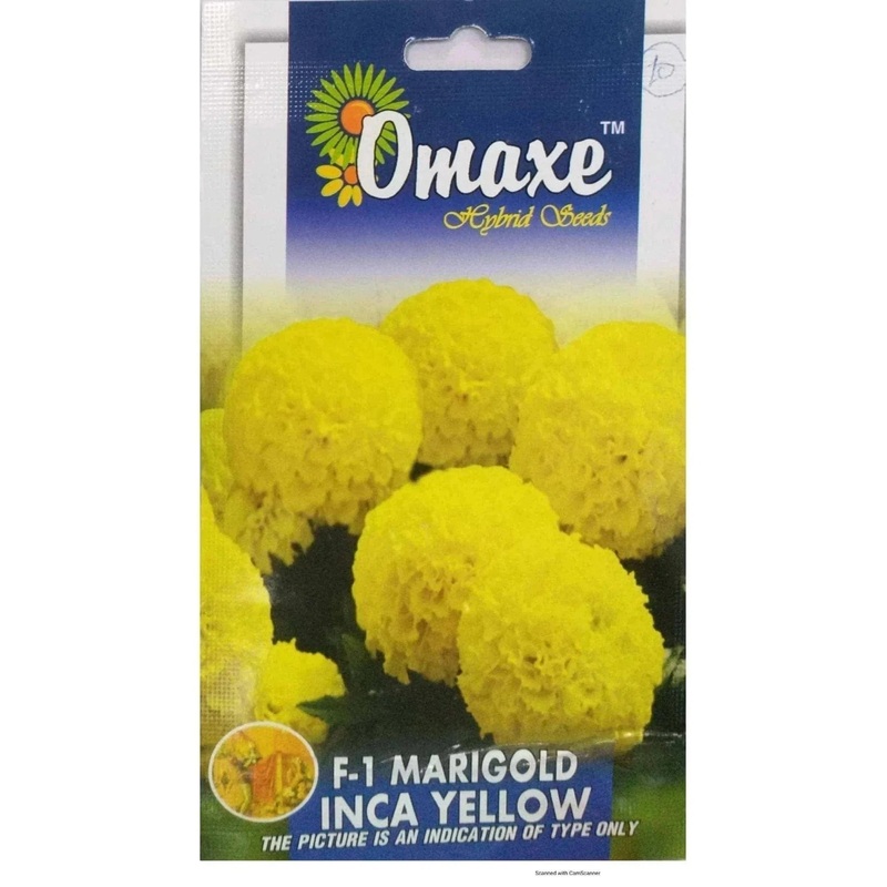 F I Marigold Inca Yellow seeds
