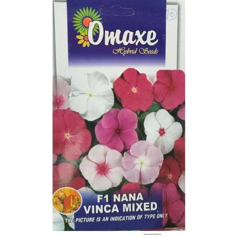 F1 Nana Vinca Mixed seeds