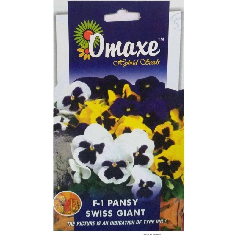 F1 Pansy Swiss Giant
