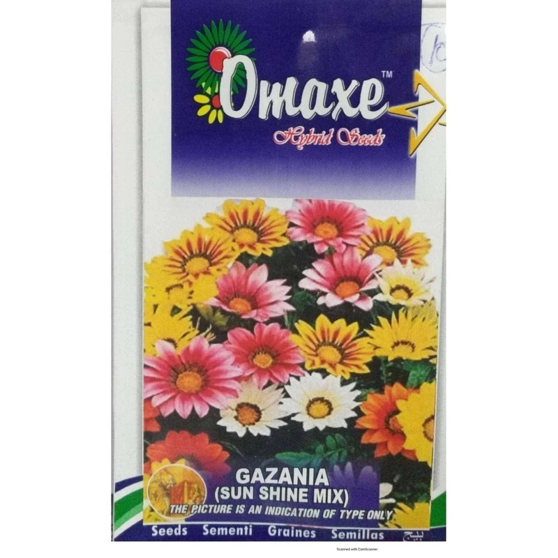 Gazania sunshine mix