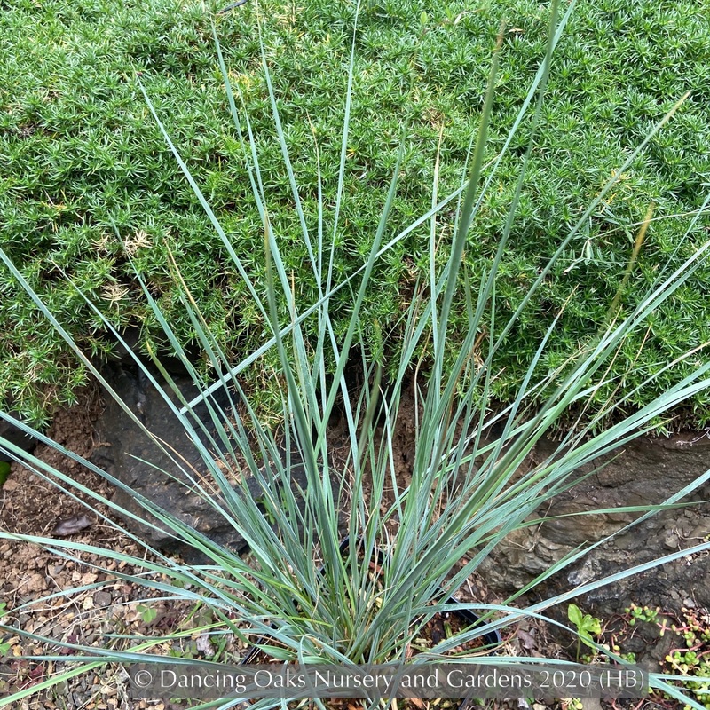 Helictotrichon sempervirens, Blue Oat Grass