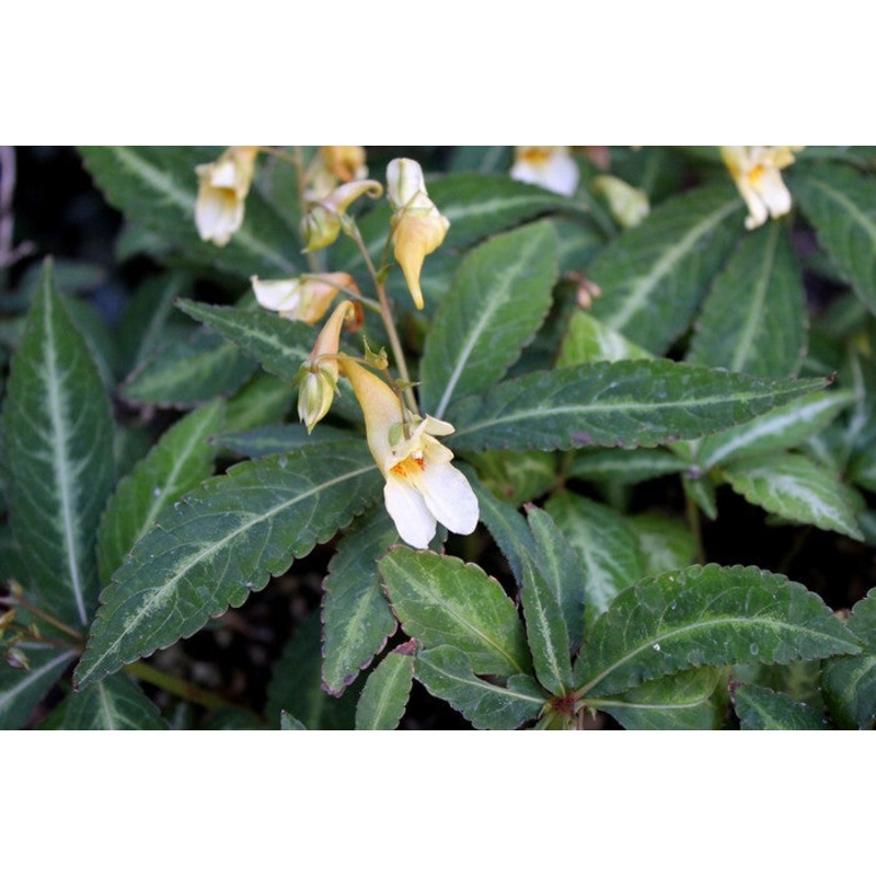 Impatiens omeiana ‘High Voltage’, Hardy Impatiens