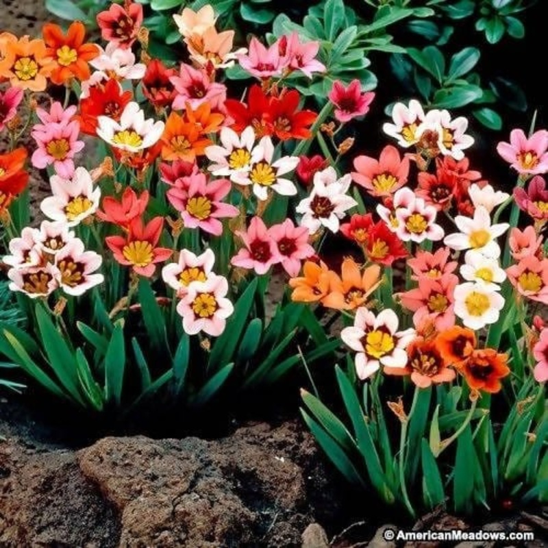Ixia Mix Flowers Bulbs Set of 3