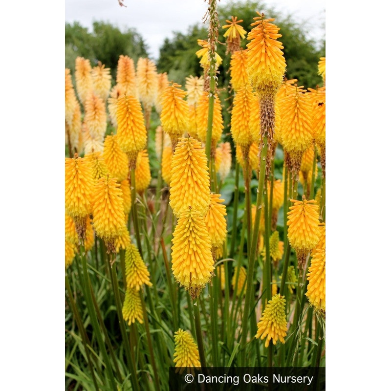 Kniphofia ‘Knicky’, Torch Lily