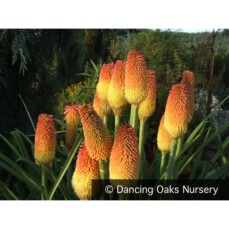 Kniphofia linearifolia, Torch Lily