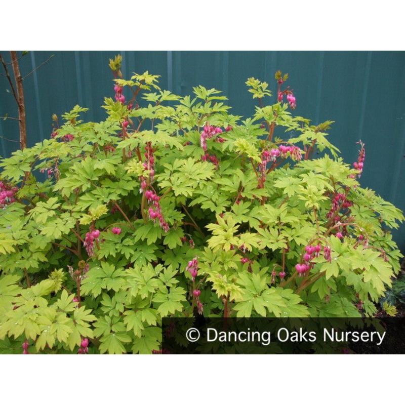 Lamprocapnos (syn. Dicentra) spectabilis ‘Gold Heart’, Golden Bleeding Heart