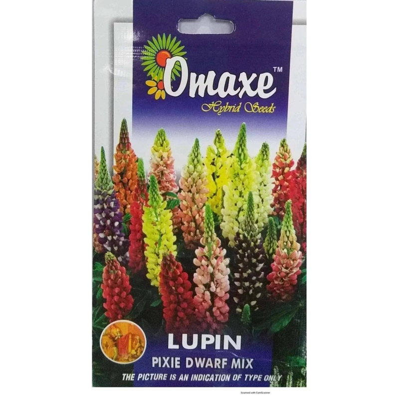 Lupin Pixie Dwarf Mix