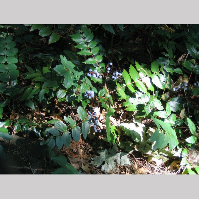 Mahonia nervosa, Longleaf Oregon Grape or Cascade Oregon Grape