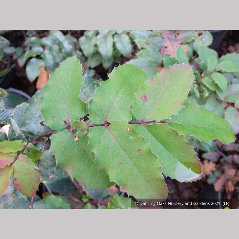 Mahonia repens, Dwarf Oregon Grape
