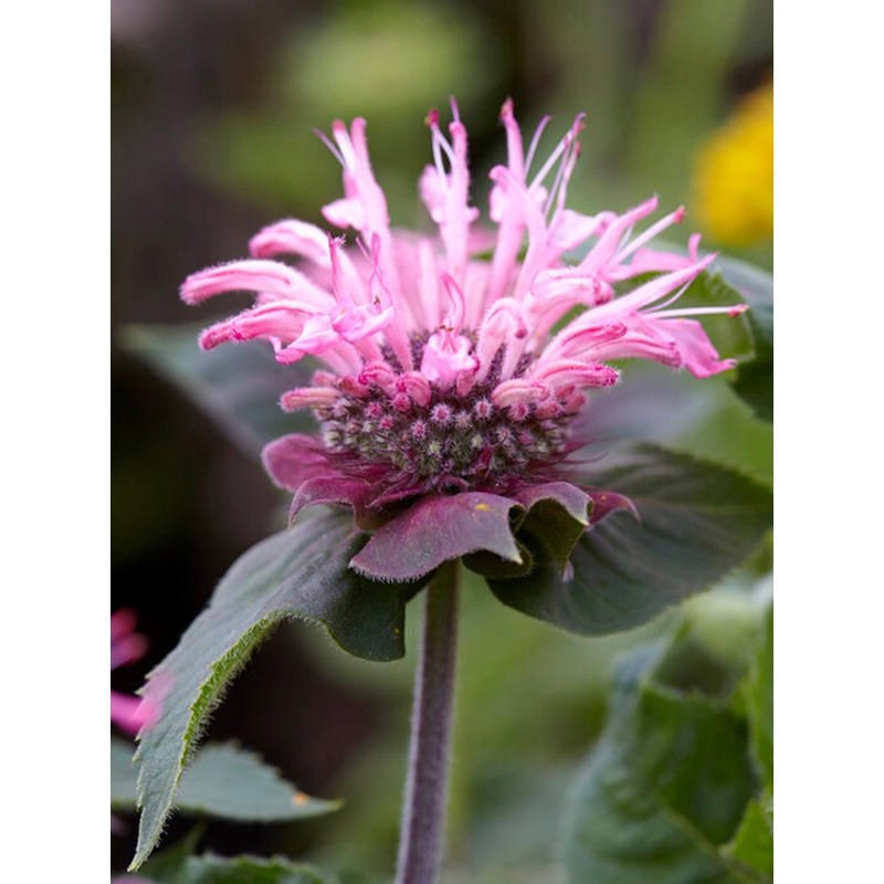 Monarda Bee Lieve (Bee Balm)|1|3|6|9|18