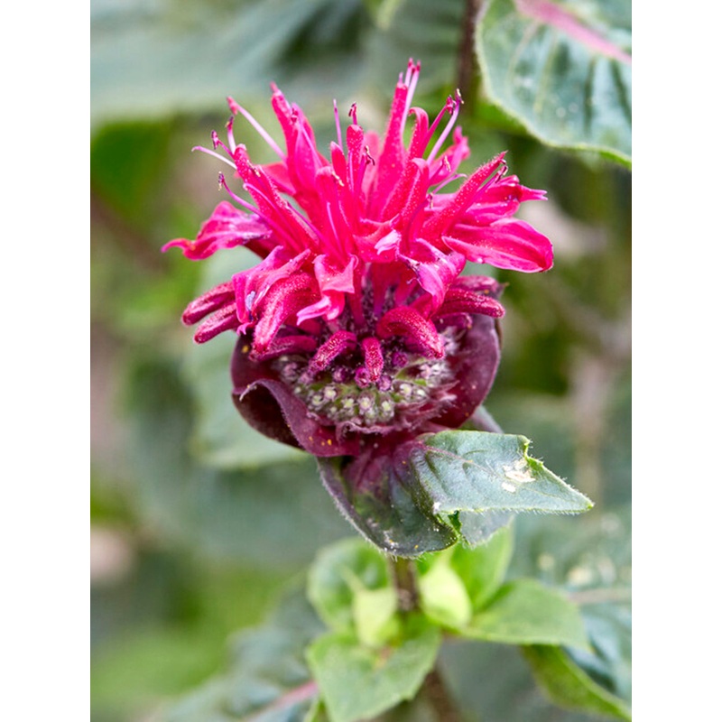 Monarda Bee True (Bee Balm)|1|3|6|9|18