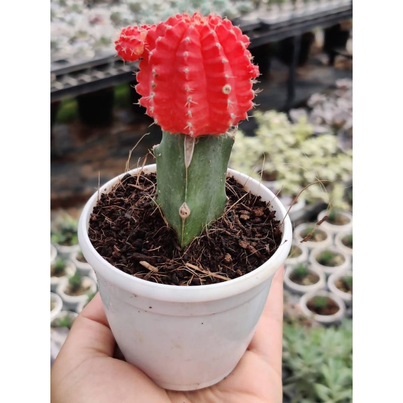 Moon cactus