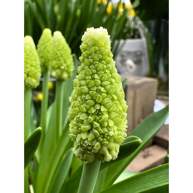 Muscari Lady Madonna (Grape Hyacinth)